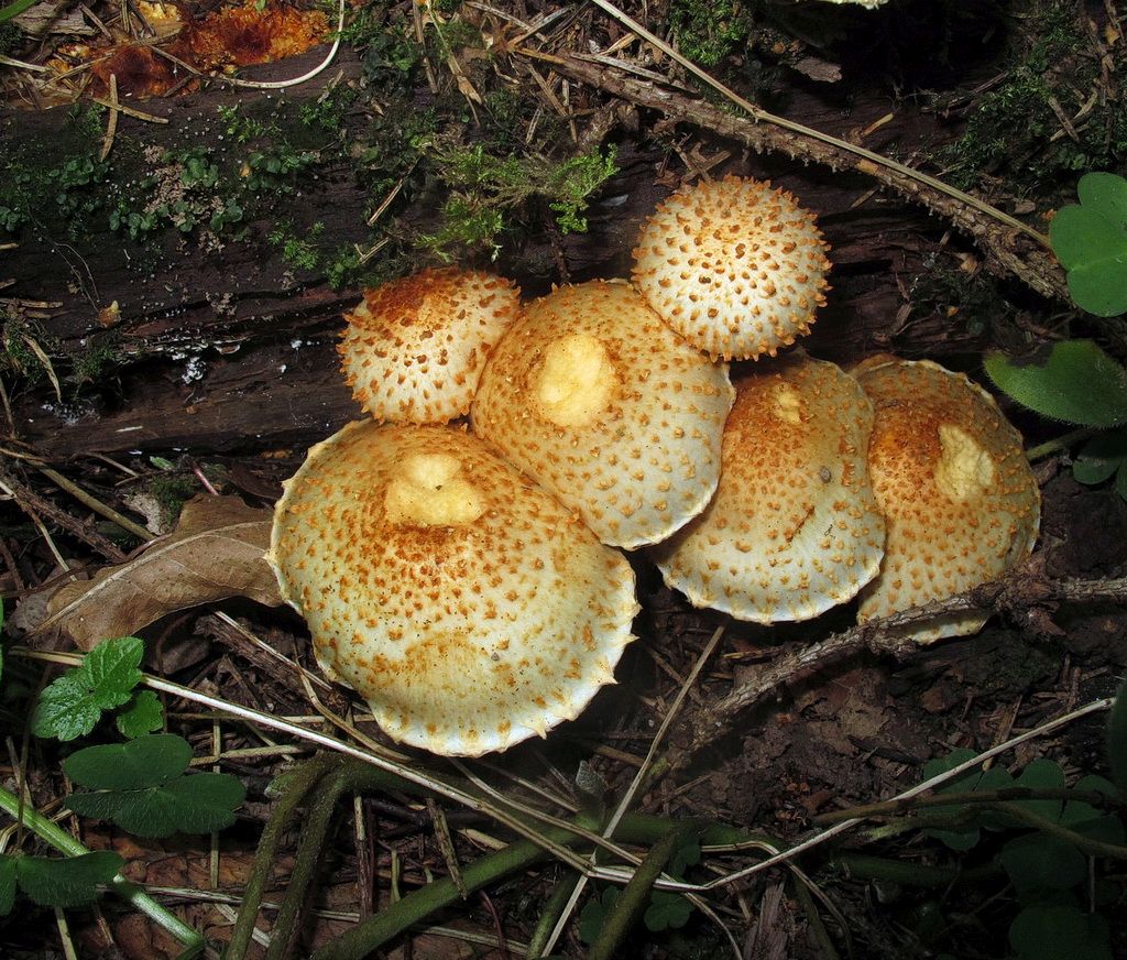 Съедобные грибы подмосковья фото и название и