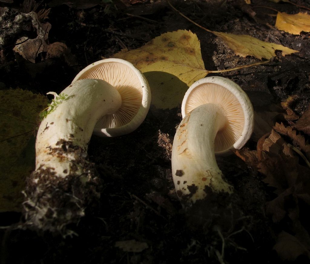 Tricholoma_stiparophyllum_NND_20150921.JPG