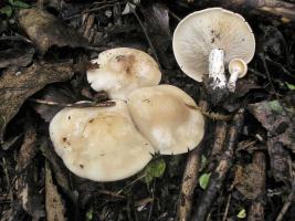 Рядовка майская Calocybe gambosa (4).jpg