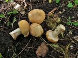 Рядовка майская Calocybe gambosa (6).jpg