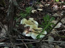 Рядовка майская Calocybe gambosa (11).JPG