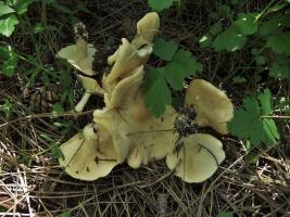 Рядовка майская Calocybe gambosa (10).JPG