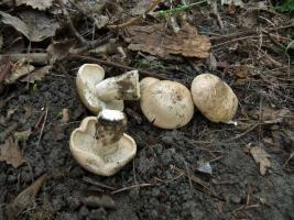 Рядовка майская Calocybe gambosa (3).jpg