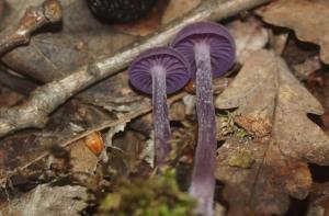 Laccaria_amethystina_PSA_20160602-03.jpg