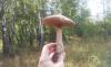 post-1261-0-06689600-1408804761_thumb.jpg