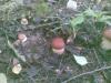 post-1404-0-04515300-1408903361_thumb.jpg