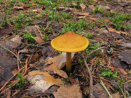 Cortinarius_semisanguineus_MVK_20110815-06.JPG