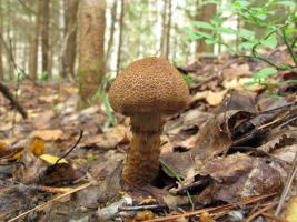 Cortinarius_pholideus_MVK_20120820-02.JPG