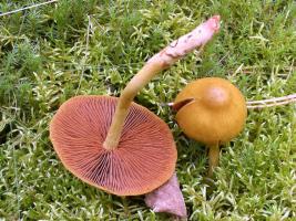 Cortinarius_semisanguineus_MVK20040912.jpg