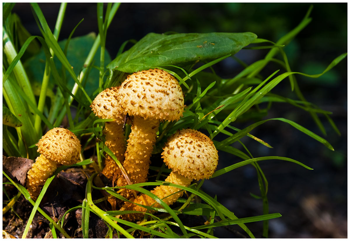 Фото съедобные грибы подмосковья фото