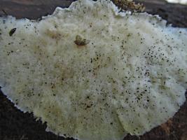 Trametes_velutina_KIY_20140914_06 .jpg