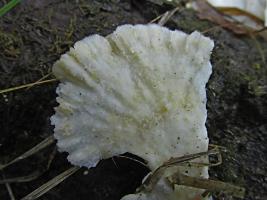 Trametes_velutina_KIY_20140914_04 .jpg