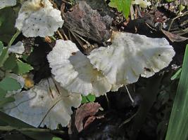 Trametes_velutina_KIY_20140914_02 .jpg