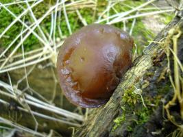 Auricularia_auricula-judae_OK_20070715.jpg