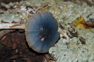 Conocybe_aeruginosa_PSA_20161007-05.jpg