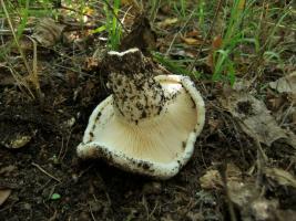 Lactarius_controversus_OK_20130913.jpg