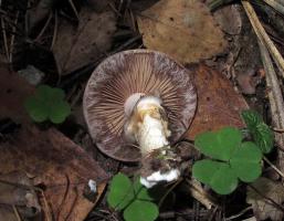 Hebeloma radicosum_NND_20150924-3.JPG