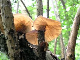 Иудино ухо  Auricularia auricula-judae (7).jpg