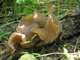 Иудино ухо  Auricularia auricula-judae (4).JPG