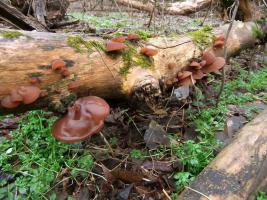 Иудино ухо  Auricularia auricula-judae (10).jpg