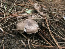 Рядовка землистая Tricholoma terreum 3.jpg