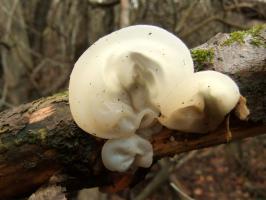 Иудино ухо Auricularia auricula-judae var lactea (9).jpg