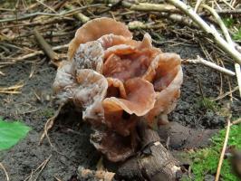 Иудино ухо  Auricularia auricula-judae (5).jpg