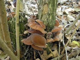 Иудино ухо  Auricularia auricula-judae (3).jpg