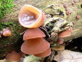 Иудино ухо  Auricularia auricula-judae.jpg