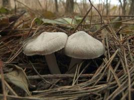 Рядовка землистая Tricholoma terreum 2.jpg