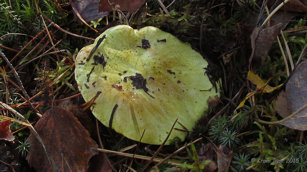 Tricholoma_equestre_KIY_20151007_01.jpg