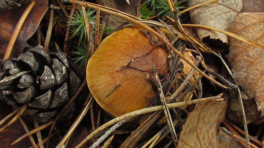 Tricholoma_equestre_KIY_20151022_07.jpg