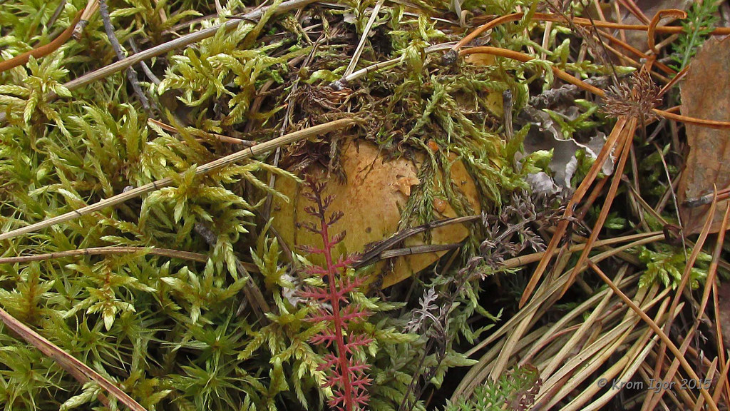 Tricholoma_equestre_KIY_20151013_08.jpg