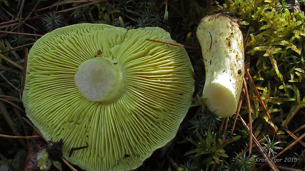 Tricholoma_equestre_KIY_20151007_02.jpg