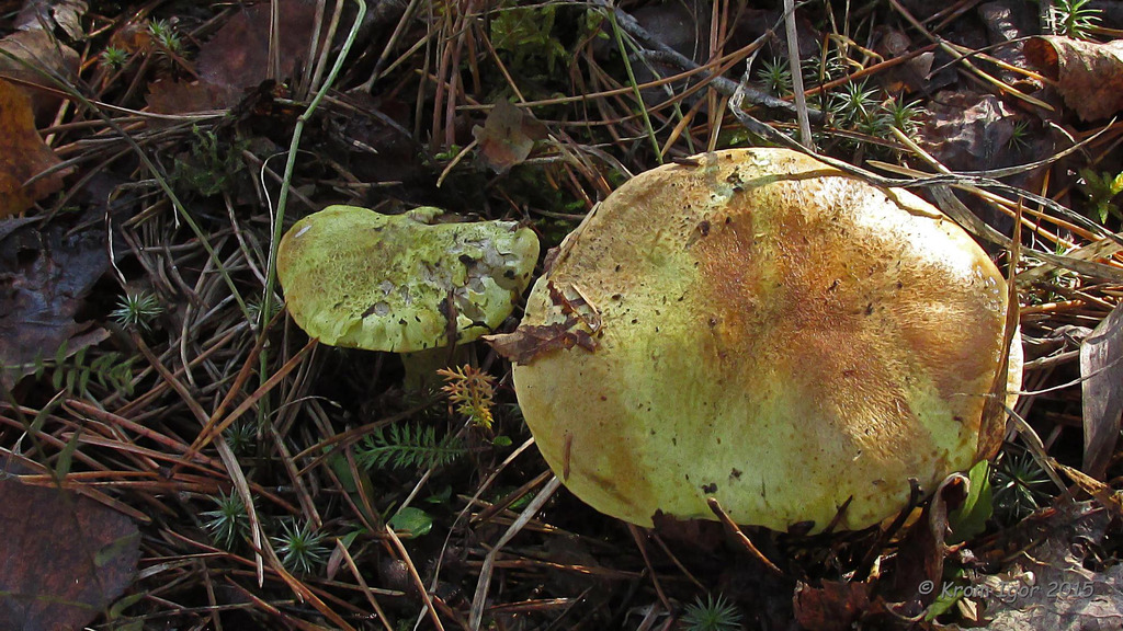 Tricholoma_equestre_KIY_20151007_03.jpg