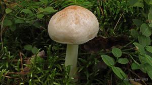 Rhodocollybia_maculata_KIY_2015080107_06.jpg