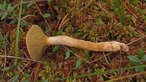 Suillus_bovinus_KIY_20150906_08.jpg