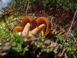 Gymnopilus_picreus_NND_20140720-3.jpg