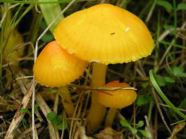 Hygrocybe_ceracea_AYV_20120922_01.jpg