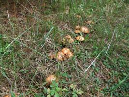 Маслёнок зернистый Suillus granulatus (2).jpg