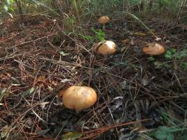 Маслёнок зернистый Suillus granulatus (8).jpg