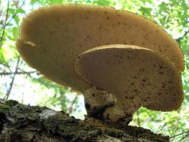 Трутовик чешуйчатый Polyporus squamosus (16).jpg