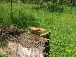 Трутовик чешуйчатый Polyporus squamosus (3).jpg