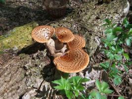 Трутовик чешуйчатый Polyporus squamosus (8).jpg