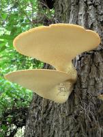 Трутовик чешуйчатый Polyporus squamosus (11).jpg