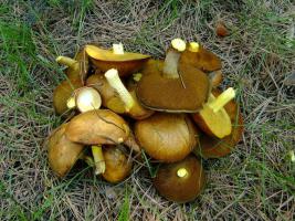 Маслёнок зернистый Suillus granulatus (4).jpg