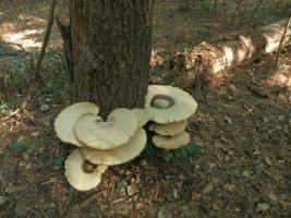 Трутовик чешуйчатый Polyporus squamosus (13).jpg