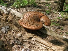 Трутовик чешуйчатый Polyporus squamosus (2).jpg