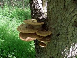 Трутовик чешуйчатый Polyporus squamosus (10).jpg