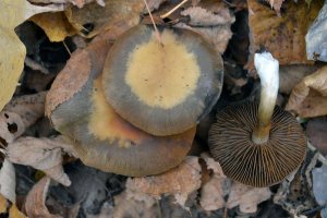 Cortinarius bulliardii__ Паутинник Бюльяра__ Inicybe sp. Клим окт 16 2.jpg